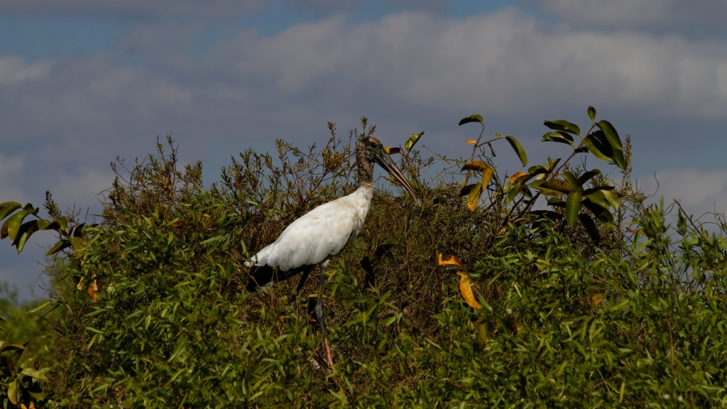 02 - Everglade NP (34).jpg